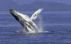 Humpback Whale in Alaska with Azamara