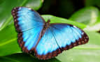 Blue Morpho Butterfly Azmara Club Cruises Panama