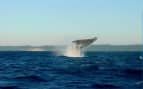 See Majestic Whales in Hawaii