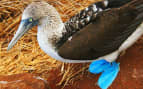 Blue-footed Booby in the Galapagos