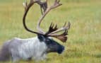 Caribou in the Northwest Territories