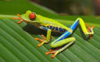 Red-eyed Tree Frog
