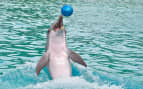 Swim with the dolphins in the Bahamas