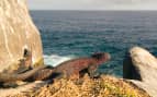 iguana perched on a rock Celebrity Cruises 