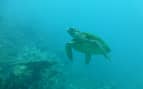 Sea Turtle in the South Pacific