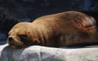 Southern sea lion Celebrity Cruises South America