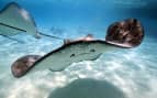 Stingray in Caribbean Water Celebrity Cruises