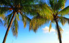 Palm Trees in Mauritius - Cunard Line