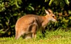 Australian Wallaby - Cunard Line