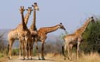 Giraffes in South Africa - Cunard Line