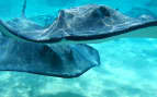 Stingray City Sandbar Grand Cayman Cunad Line