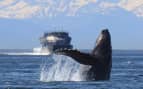 Whale Watching in Alaska