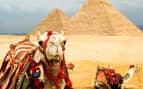 Camels near Pyramids in Egypt