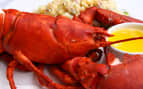 Delicious fresh Maine lobster