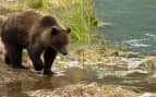 Alaskan brown bear fishing in the Chilkoot River