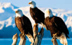 Bald eagles in Alaska Holland America Line