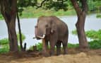 Ayutthaya Elephant Camp, Thailand Holland America