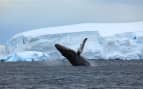 Humpback whale in Antarctica