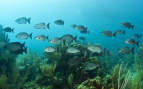 The waters of Bermuda is home to many coral fish