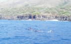 Dolphins swimming in Maui 