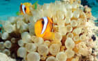 Clown fish in the South Pacific