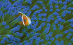 Clown fish in purple sea anenome