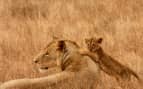 A lion and her cub in Africa