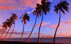 Lahaina palm trees sway in the sunset