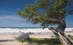 Weathered tree in Manzanillo Bay, Mexico