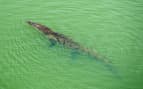 The Panama Canal is home to crocodiles