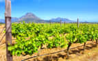 Vineyards of Western Cape South Africa MSC Cruises