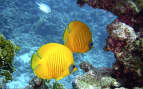 Tropical fish in New Caledonia