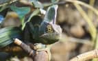 Chameleon in Madagascar