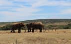 Safari in Port Elizabeth