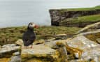 Transatlantic Puffin Noss Island Norwegian Cruise