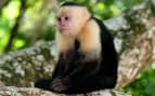 Capuchin Monkey Panama Canal Norwegian Cruise