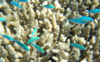 Norwegian Great Barrier Reef