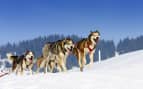 Alaska Dog Sled Excrusion Nowegian Cruise Line