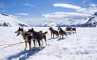 Dog Sled Excursion Oceania Cruises Alaska