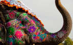 A painted elephant at the festival, Jaipur, India