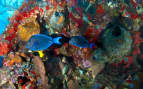 Blue tang fish & reef Paul Gauguin Transatlantic