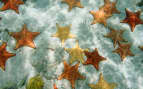 Starfish on ocean floor Atlantic Bahamas Island