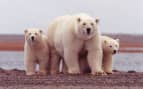 Polar Bears in the Arctic