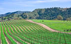 Vineyard near Santa Barbara Princess Pacific Coast