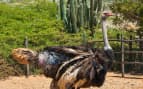 Ostrich, Aruba Princess Cruise Southern Caribbean