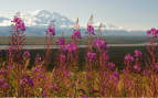 A scenic view of Mt. McKinley from Denali