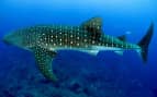 Snorkel with Whale Sharks