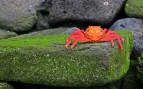 Sally Lightfoot Crab in the Galapagos