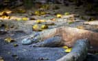 See Komodo Dragons on Komodo Island