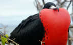 Silversea Galapagos Cruises Frigatebird